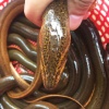 Lươn sống nuôi an toàn VietGAP giá tốt